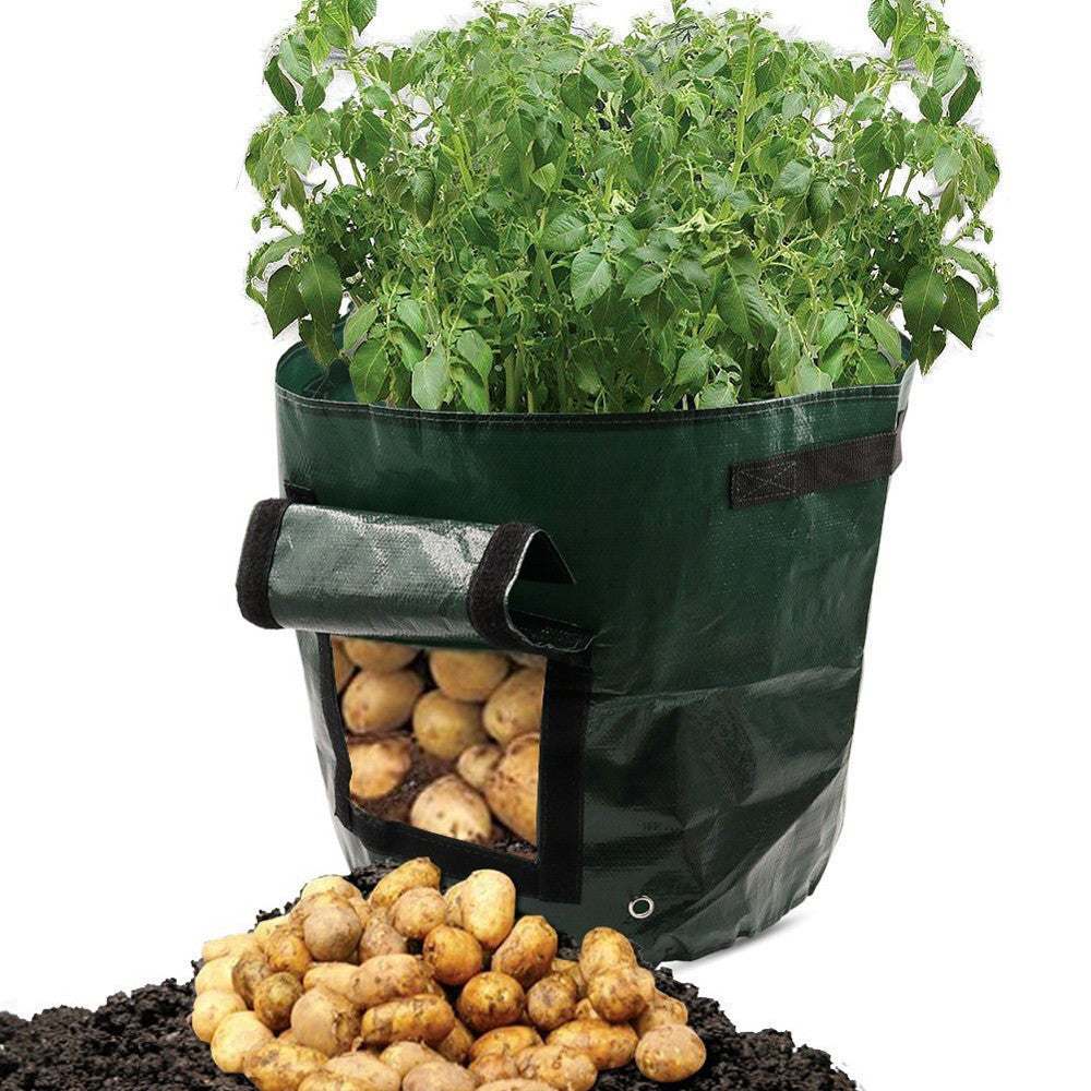 Dark green PE cloth garden planting bag with side window and handles, showcasing thriving potato plants and harvested potatoes.