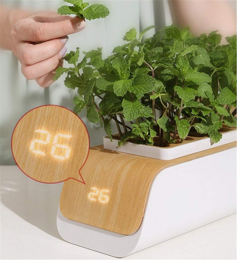 Desk lamp hydroponic indoor herb garden kit with LED display growing fresh mint.