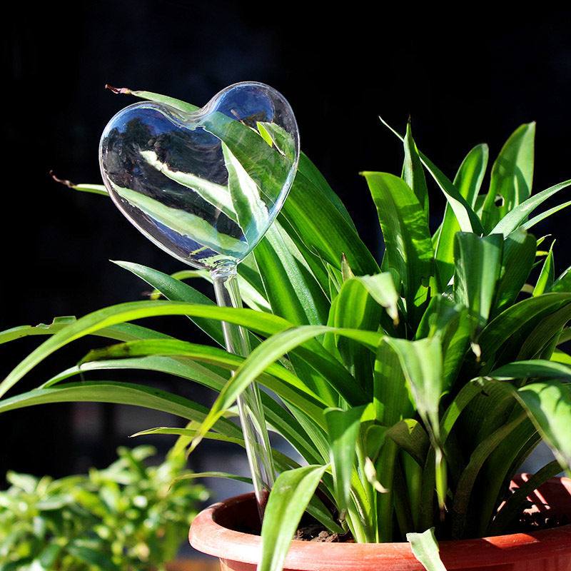 Green plant potted with glass automatic watering device in heart shape.